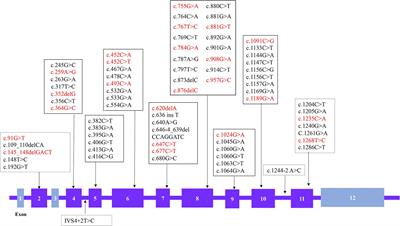 Evaluation of the Clinical, Biochemical, Neurological, and Genetic Presentations of Glutaric Aciduria Type 1 in Patients From China